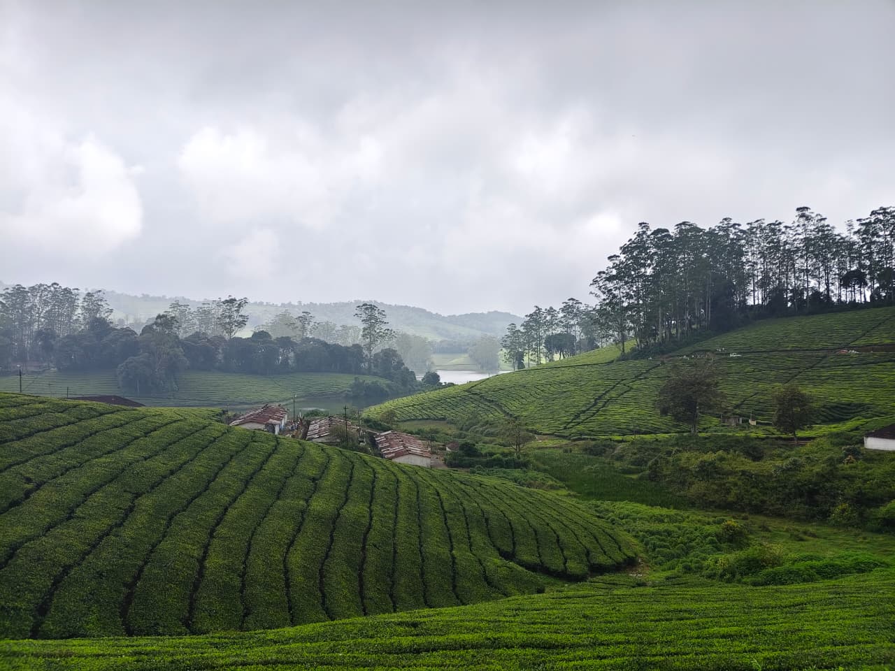Green tea plantations covering the hills of Munnar, Kerala